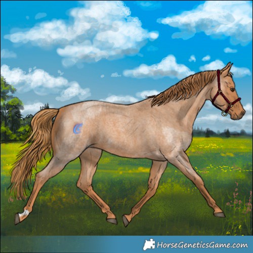 Horse Color:Red Roan  and Red Roan 