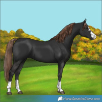 Horse Color:Liver Chestnut