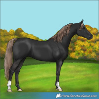 Horse Color:Liver Chestnut 
