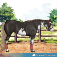 Horse Color:White Spotted Liver Chestnut 