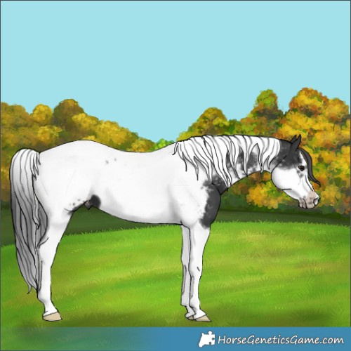Horse Color:Black Tobiano Frame Appaloosa