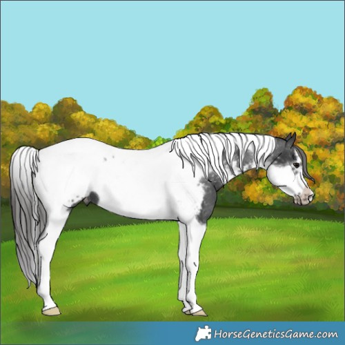 Horse Color:Black Tobiano Frame Blanket