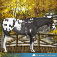 Horse Color:Liver Chestnut Mushroom Sabino Blanket Rabicano 