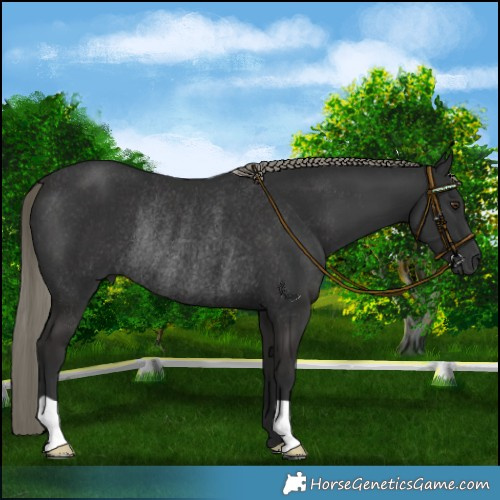 Horse Color:Liver Chestnut Mushroom Rabicano 