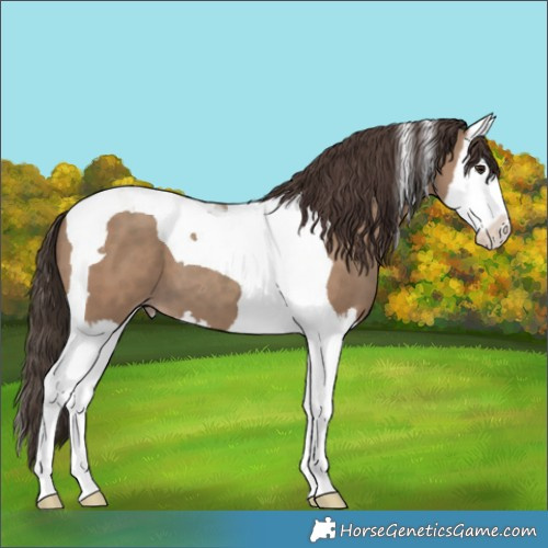 Horse Color:Classic Champagne Splash Tobiano