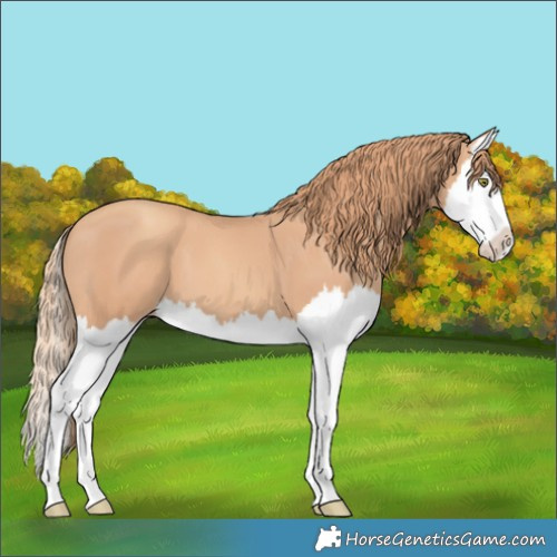 Horse Color:Gold Champagne Splash 