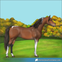 Horse Color:Bay Tobiano 