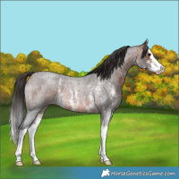 Horse Color:Bay Roan Sabino Splash 
