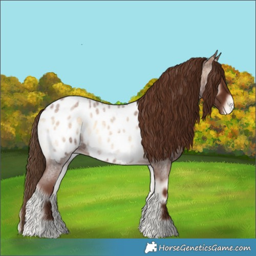 Horse Color:Red Onyx Roan Appaloosa