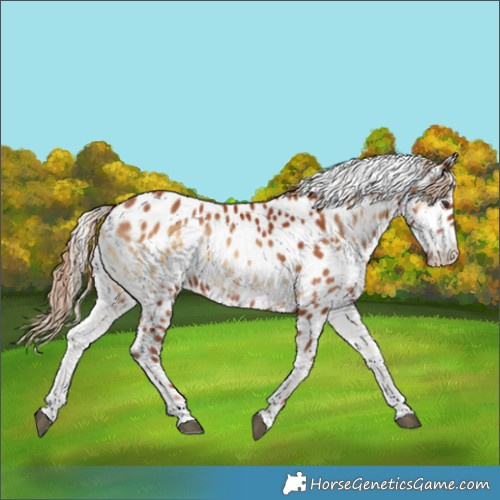 Horse Color:Red Onyx Appaloosa 