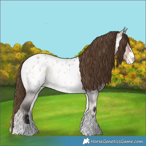 Horse Color:Buckskin Roan Onyx Appaloosa
