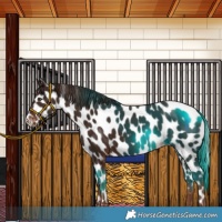 Horse Color:Liver Chestnut Near Leopard