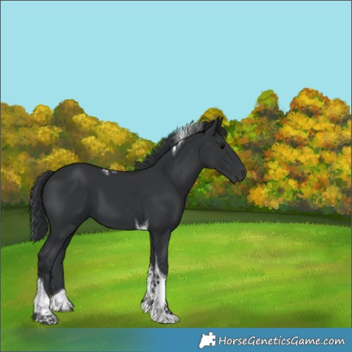 Horse Color:Black Tobiano 