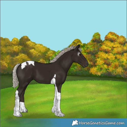 Horse Color:Gray Silver Black Tobiano