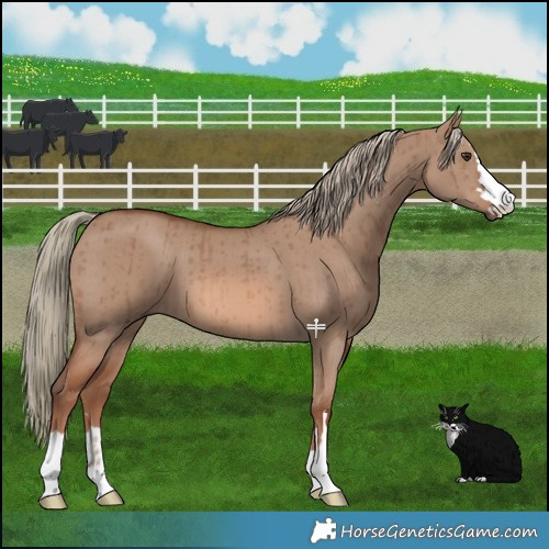 Horse Color:Red Dun Mushroom Brindle 