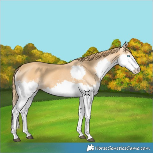 Horse Color:Chestnut Splash