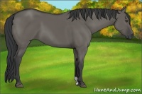 Horse Color:Grullo