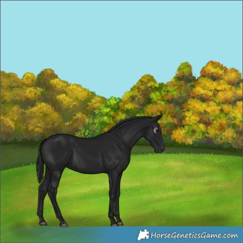 Horse Color:Gray Black