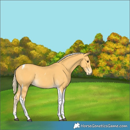 Horse Color:Palomino Tobiano Rabicano