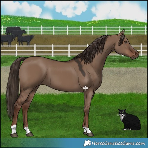 Horse Color:Liver Red Dun 