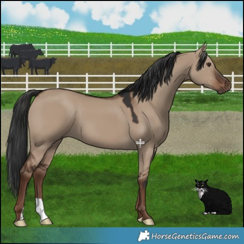 Horse Color:Liver Red Dun 