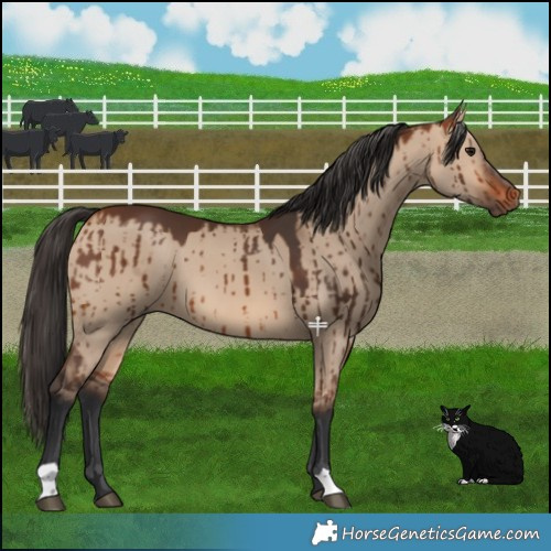 Horse Color:Bay Dun Brindle 
