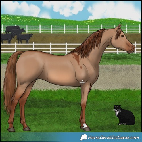 Horse Color:Red Dun 