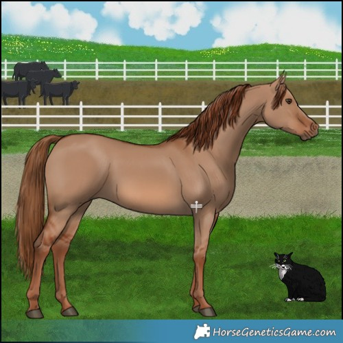 Horse Color:Red Dun 