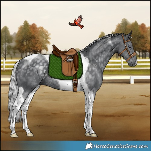 Horse Color:Silver Black Chinchilla Tobiano Rabicano