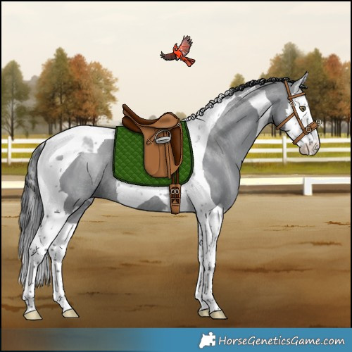 Horse Color:Grullo Chinchilla Splash Tobiano Rabicano 