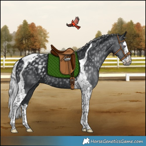 Horse Color:Silver Black Chinchilla Splash Tobiano Rabicano