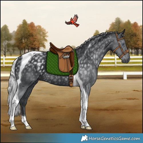 Horse Color:Silver Black Chinchilla Tobiano Rabicano 