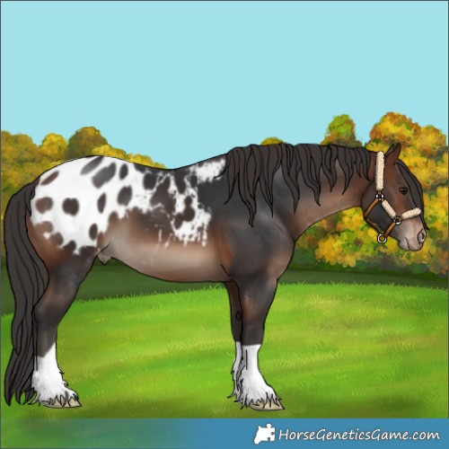 Horse Color:Brown Appaloosa