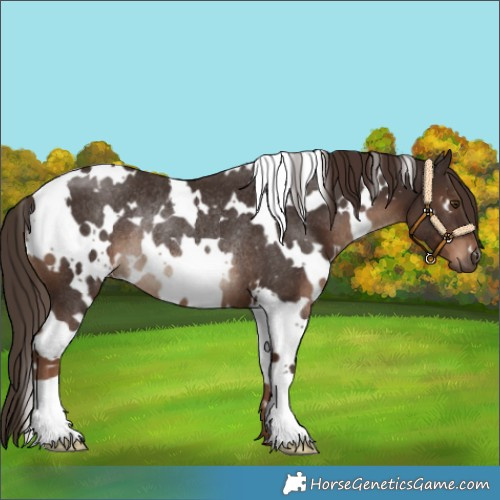Horse Color:White Spotted Liver Chestnut Rabicano 
