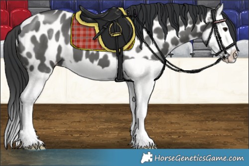 Horse Color:Black Splash Appaloosa 