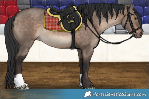 Horse Color:Brown Dun 