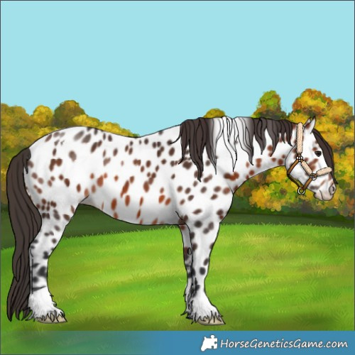 Horse Color:Bay Near Leopard 