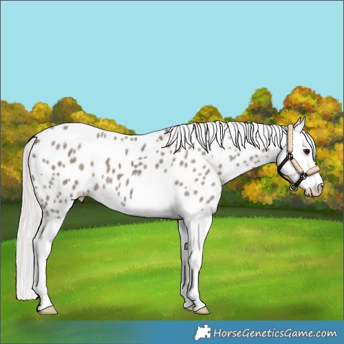 Horse Color:Silver Smoky Black Splash Appaloosa
