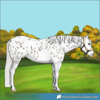 Horse Color:Silver Smoky Black Splash Leopard 