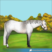 Horse Color:Gray Silver Smoky Black