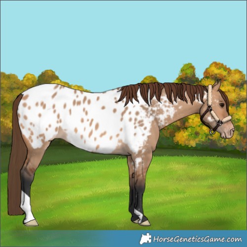 Horse Color:Bay Dun Appaloosa