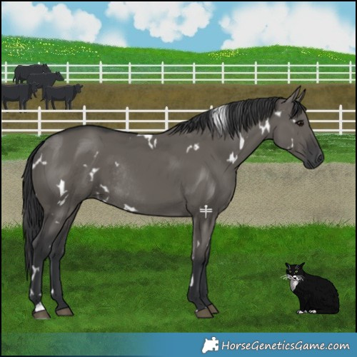 Horse Color:White Spotted Grullo Rabicano 