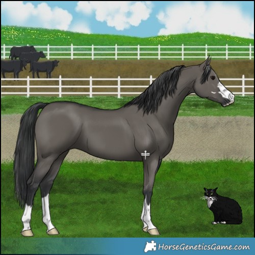 Horse Color:Grullo 