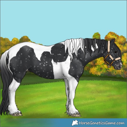 Horse Color:Black Tobiano Appaloosa 