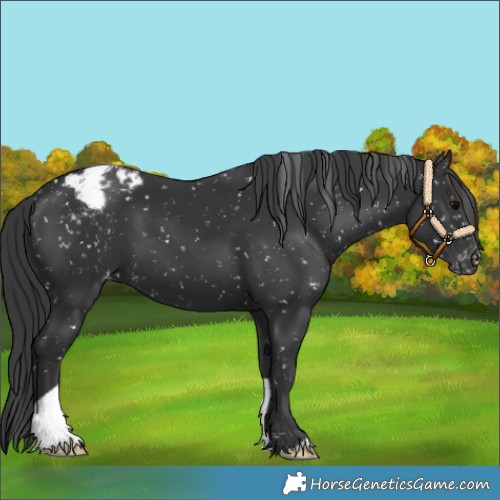 Horse Color:Black Appaloosa 