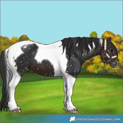 Horse Color:Brown Tobiano Appaloosa 