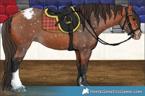 Horse Color:Bay Appaloosa 