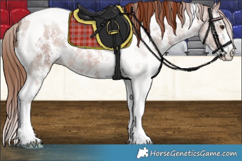 Horse Color:Chestnut Sabino Tobiano Appaloosa 