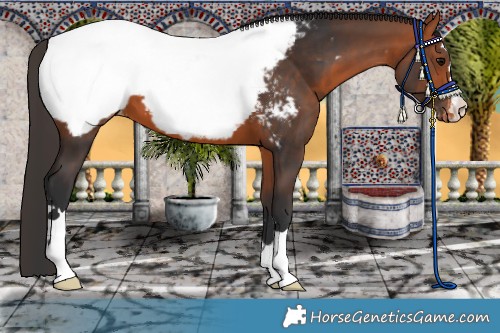 Horse Color:Bay Appaloosa 