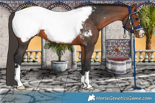 Horse Color:Bay Near Fewspot